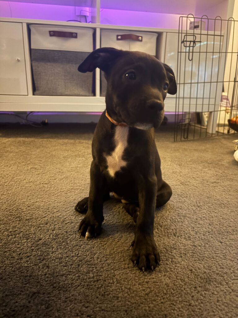 Rì - Chief Morale Officer reporting for duty